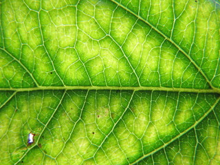 Green Leaf Close Up