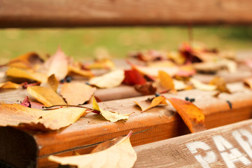 Bright autumn colors. Colorful leaves of ornamental grapes at sunny day. 