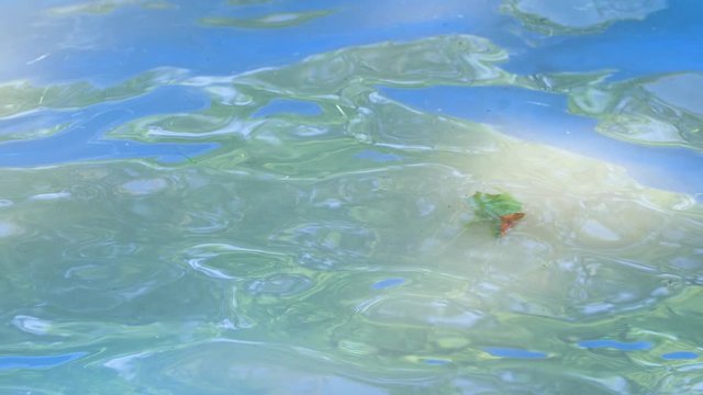 Video of water moving a green leaf around in a small kiddie pool with reflection of trees on the surface.