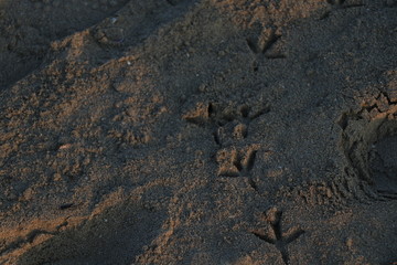 footprints of a seagull in the sand