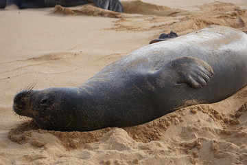 Obraz premium Hawaiian Monk Seals Sleeping on the Beach in Kauai