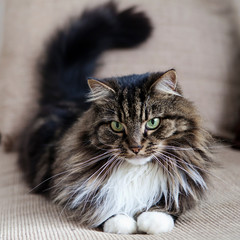 Fluffy domestic cat on the sofa