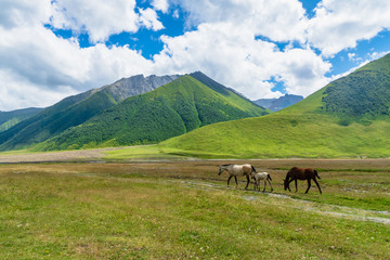 Fototapeta na wymiar Horses and Truso Valley and Gorge landscape trekking / hiking route, in Kazbegi, Georgia. Truso valley is a scenic trekking route close to the border of North Ossetia.