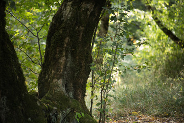 Leaves twigs green and yellow color beautiful background. Summer forest. Nature of Azerbaijan close up.