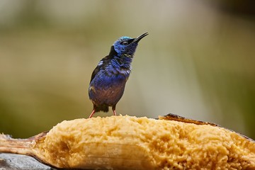 Tropical bird red-legged honeycreeper in the rain eating a banana, mielero patirojo