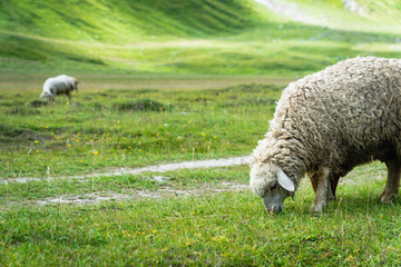Fototapeta premium Sheep grazing at Truso Valley and Gorge landscape with Zakagori Fortress on trekking / hiking route, in Kazbegi, Georgia. 