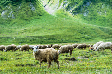 Fototapeta premium Sheep grazing at Truso Valley and Gorge landscape with Zakagori Fortress on trekking / hiking route, in Kazbegi, Georgia. 