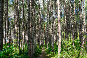 forest hiking road in europe with green and dense trees on sunny day