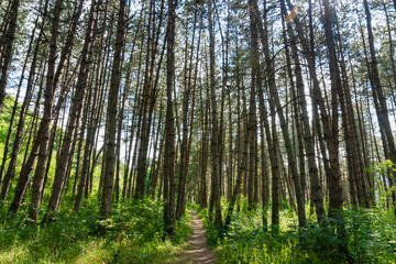 forest hiking road in europe with green and dense trees on sunny day