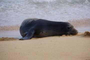 Obraz premium Hawaiian Monk Seals Sleeping on the Beach in Kauai