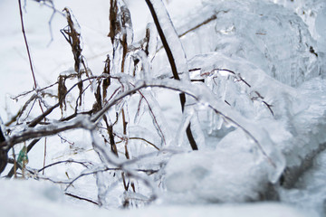 Frozen branch with icicles during the cold winter
