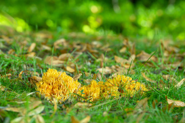 Coral fungi, Ramaria krieglsteineri growing among grass