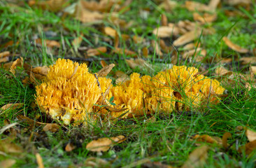 Coral fungi, Ramaria krieglsteineri growing among grass