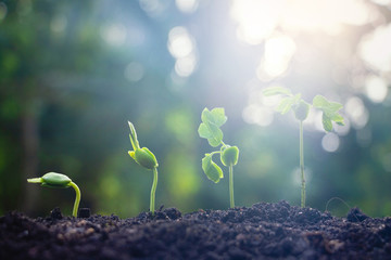 Seed plants are growing.They are growing step by step.One has root and grow under the soil and the other seed has leaves.They are growing among sunlight.Photo new life and  growing concept.
