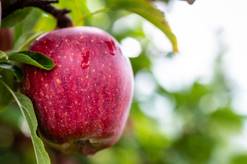 Red Apple at Orchard