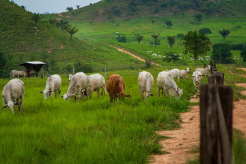 Fototapeta premium Livestock farm in the municipality of São Félix do Xingu, in the Amazon rainforest. - Pará, Brazil