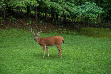 Large buck in backyard