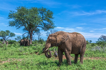 Obraz premium African bush elephant in Kruger National park, South Africa