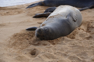 Hawaiian Monk Seals Sleeping on the Beach in Kauai