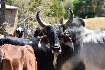 farm breeding with cow calf bull ox in nature landscape