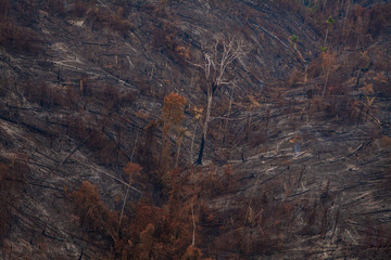 Recent burned and deforested area within Jamanxim National Forest. Amazon Rainforest -  Pará / Brazil