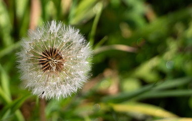 Diente de león con semillas