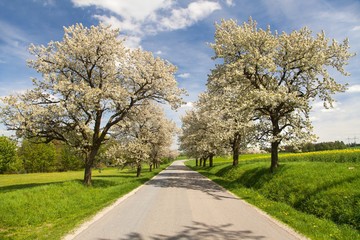 road and alley of flowering cherry trees
