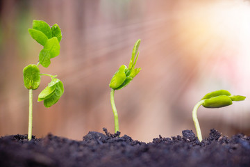 Seed plants are growing.They are growing step by step.One has root and grow under the soil and the other seed has leaves.They are growing among sunlight.Photo new life and  growing concept.