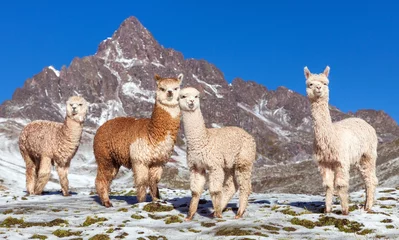 Gordijnen lama of lama, Andesgebergte, © Daniel Prudek
