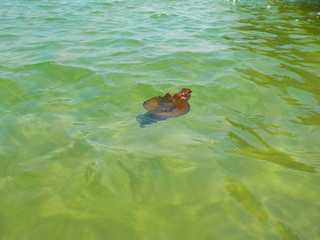 Aplysina, sea animal, half animal half plant, sea snail,  slug,  hares in Montenegro  Mediterranean beach