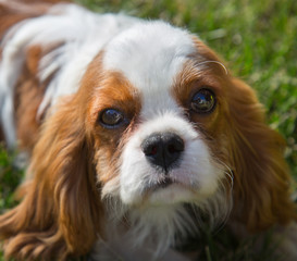 Portrait of a puppy dog breed Spaniel on a background of green grass. Selective focus. Pets.