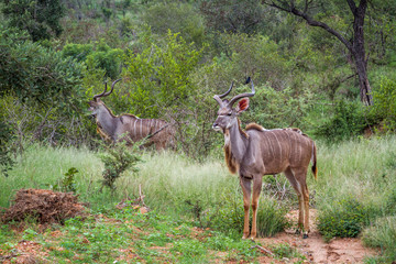 Naklejka na ściany i meble Two Greater kudu horned male in green savannah in Kruger National park, South Africa ; Specie Tragelaphus strepsiceros family of Bovidae