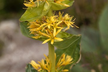 Great yellow gentian, Gentiana lutea.