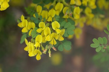 Scorpion senna, Hippocrepis emerus