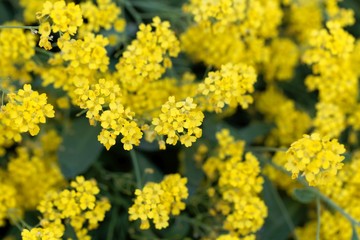 Flowers of a basket of gold, Aurinia saxatilis