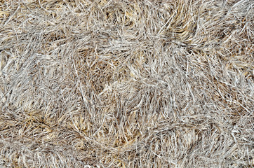 Gray texture of dry, withered, last year's grass.