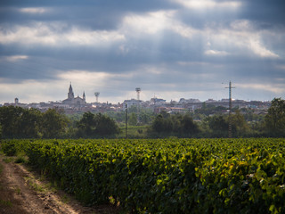 Fototapeta na wymiar vineyard field with Vilafranca del Penedes