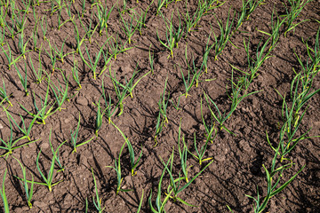 Green stalks of garlic planted in a rows. Farming garlic plantation.