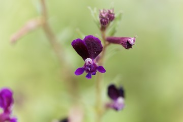 Flower of a clammy cuphea, Cuphea viscosissima