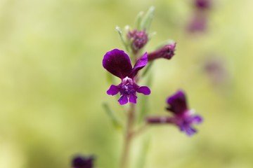 Obraz premium Flower of a clammy cuphea, Cuphea viscosissima