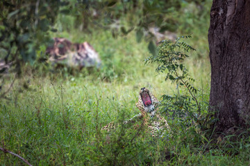 Naklejka na ściany i meble Leopard in Kruger National park, South Africa