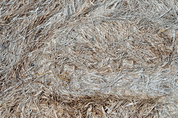 Gray texture of dry, withered, last year's grass.