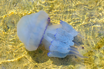 Jellyfish swims in the clear sea water at the bottom.
