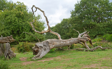 Knorriger alter Bausmtamm in der  Wahner Heide