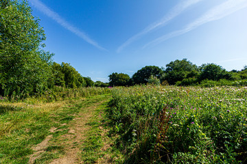 Fototapeta na wymiar A trail path along wild green vegetations and trees under a majestic blue sky