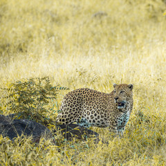 Leopard in Kruger National park, South Africa