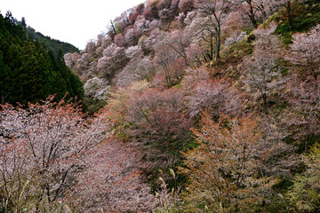 満開の吉野山、吉野の桜と蔵王堂