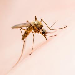 Encephalitis, Yellow Fever, Malaria Disease or Zika Virus Infected Culex Mosquito Parasite Insect on Skin Macro