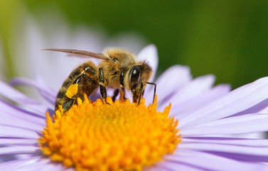 bee or honeybee sitting on flower, Apis Mellifera
