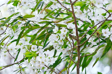 竹の葉とオオシマザクラ